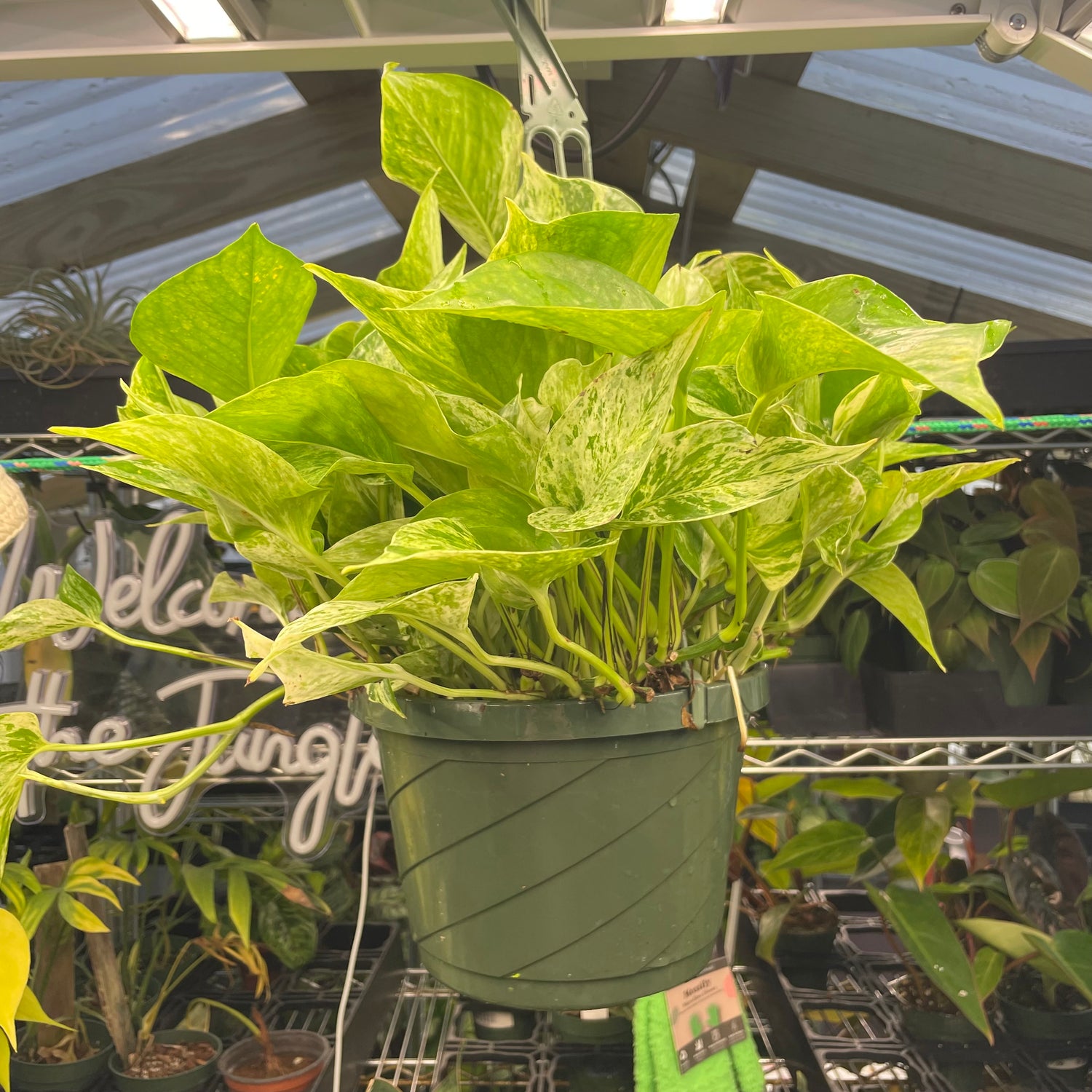 Pothos Marble Queen