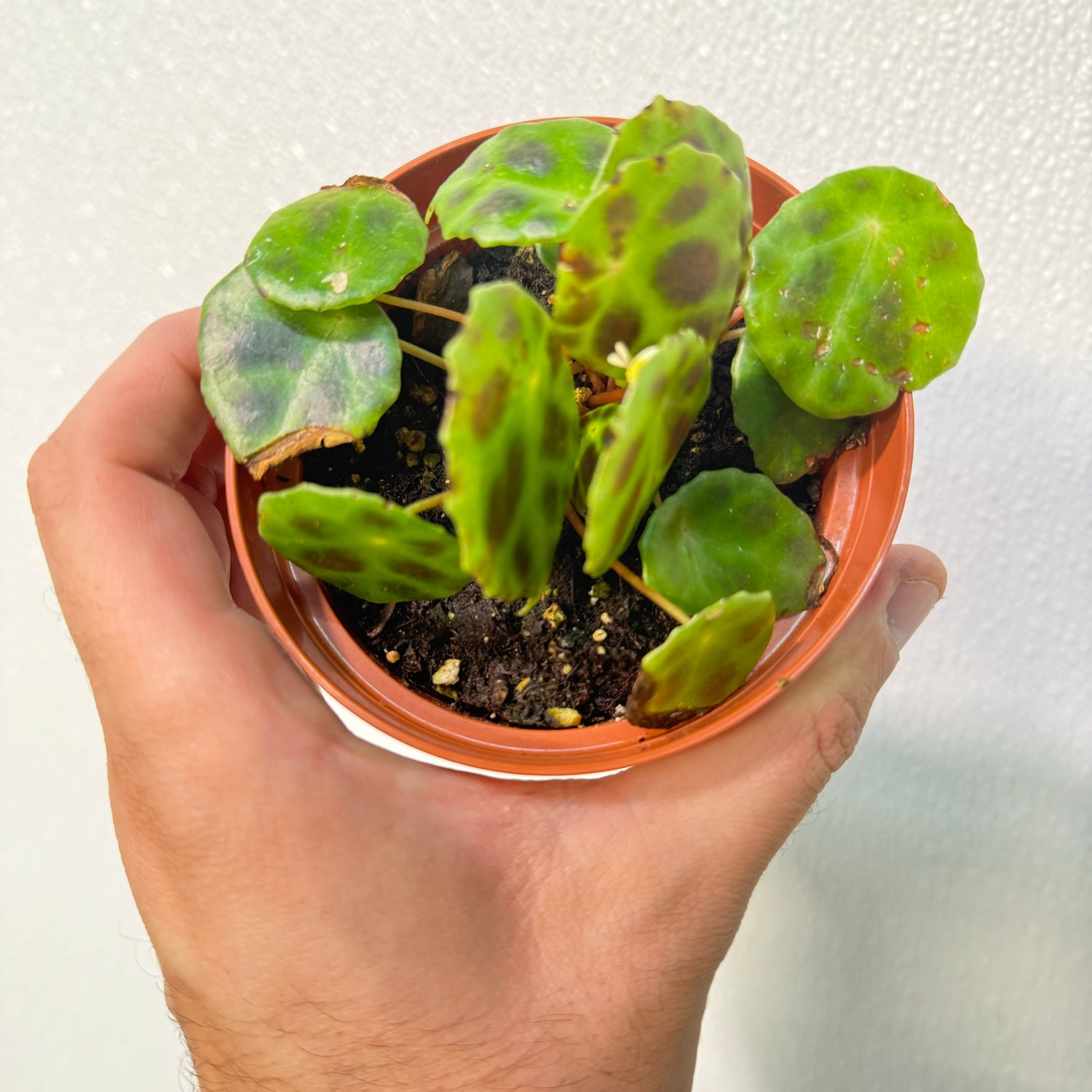 Begonia Kingiana