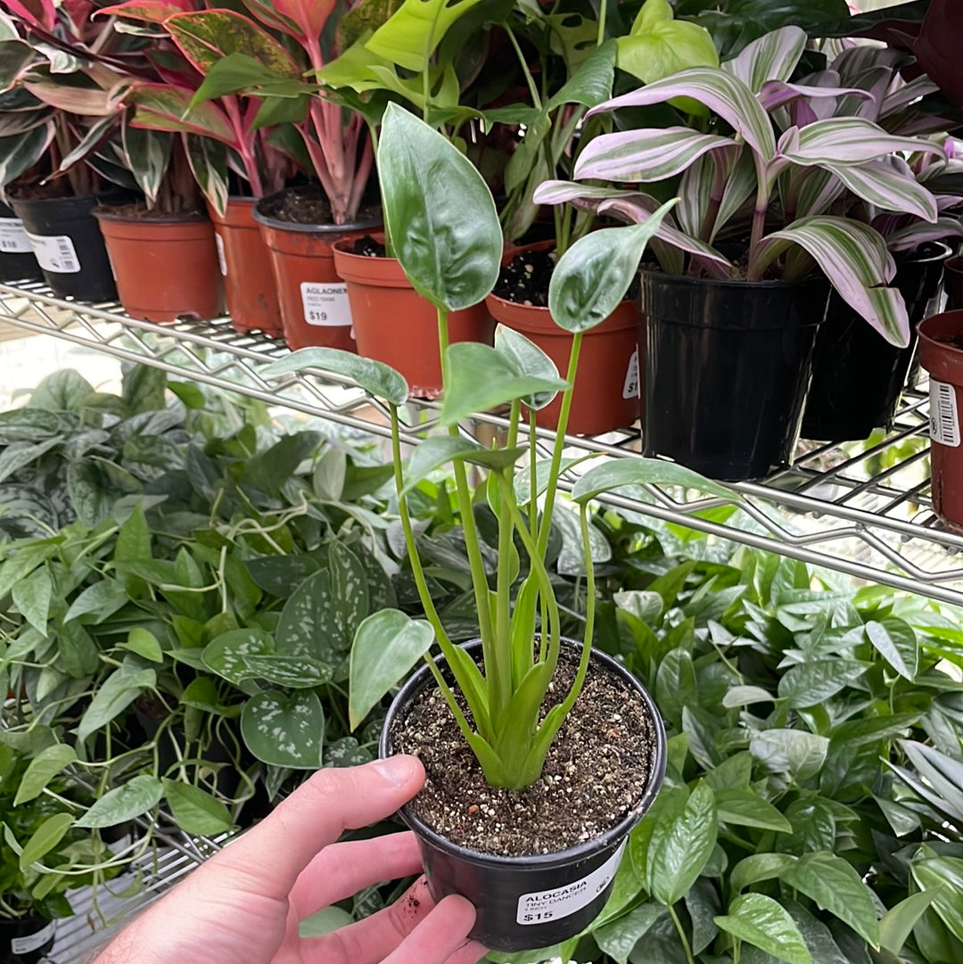 Alocasia Tiny Dancer