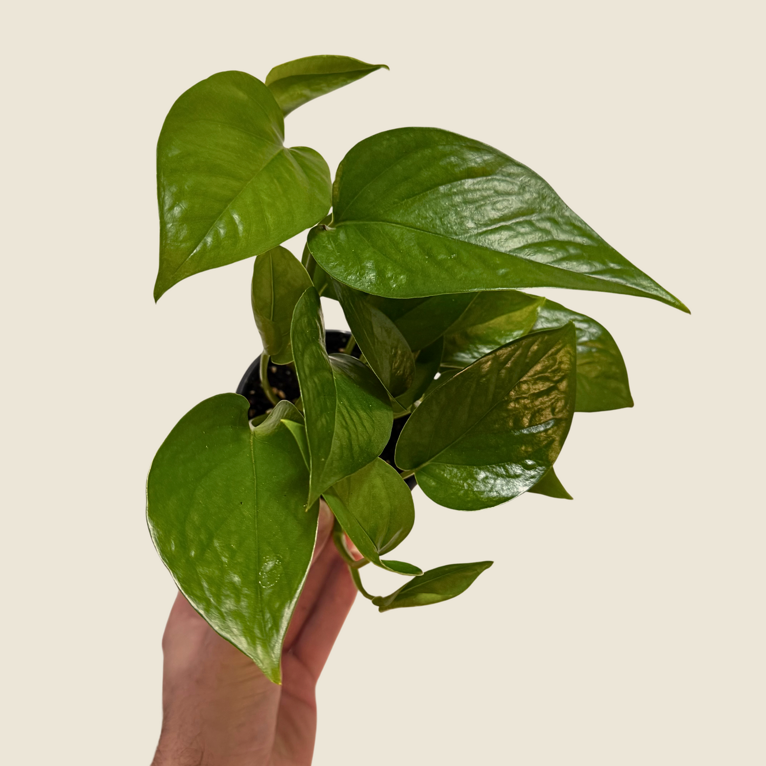 Pothos Jade