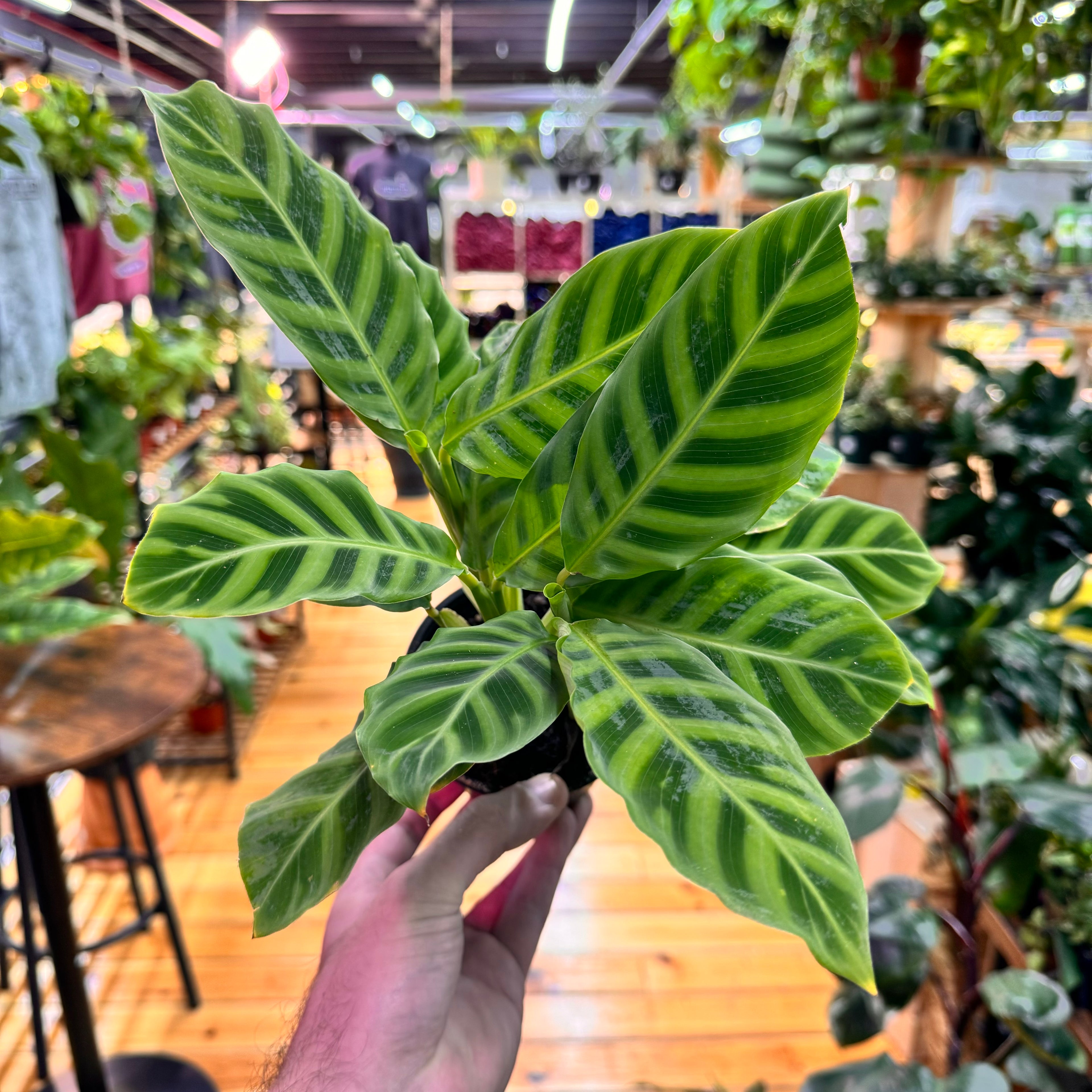 Calathea Zebrina