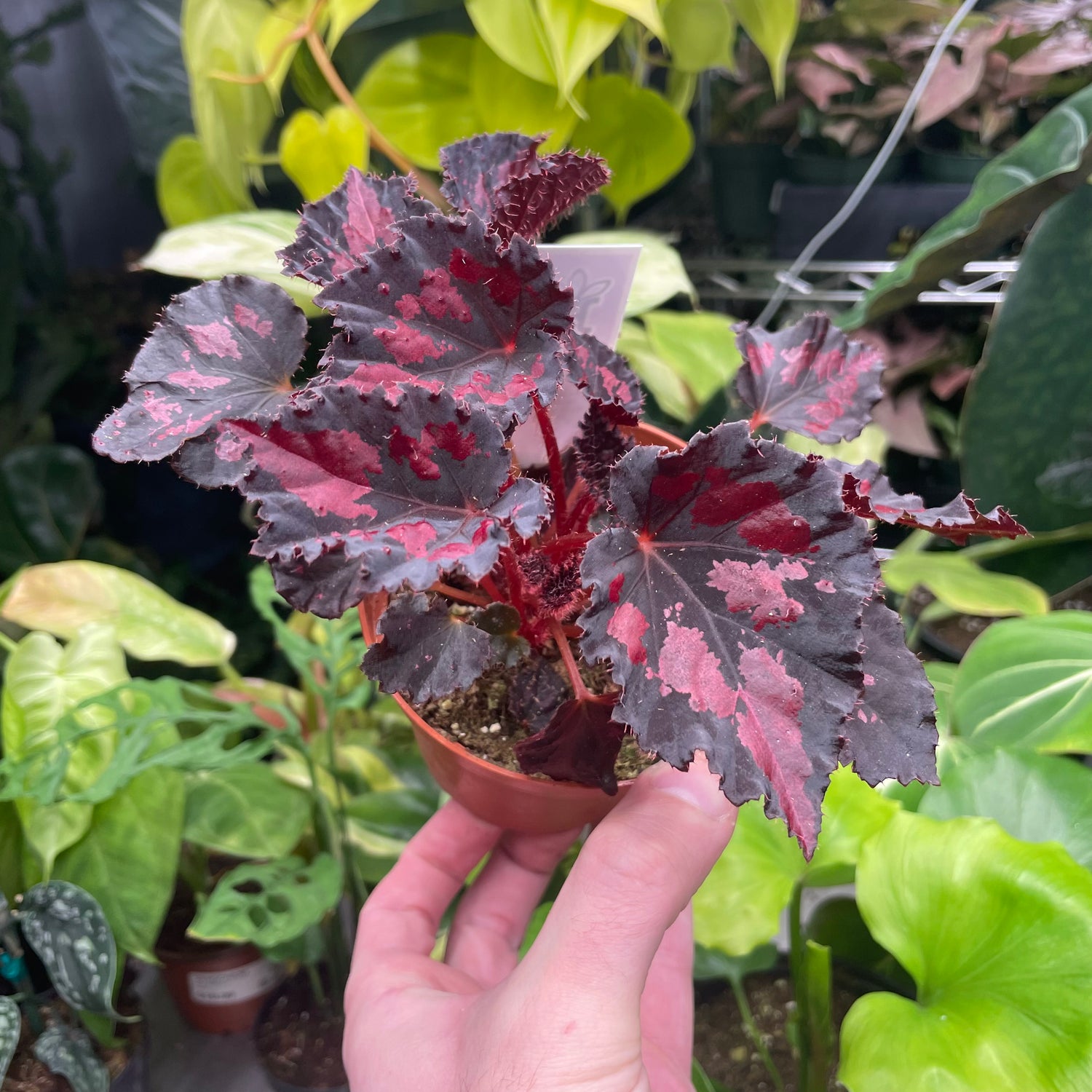 Begonia Black Heart