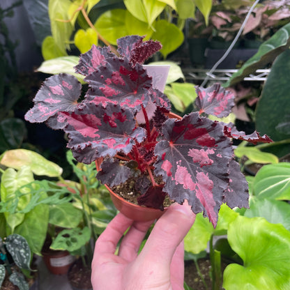 Begonia Black Heart