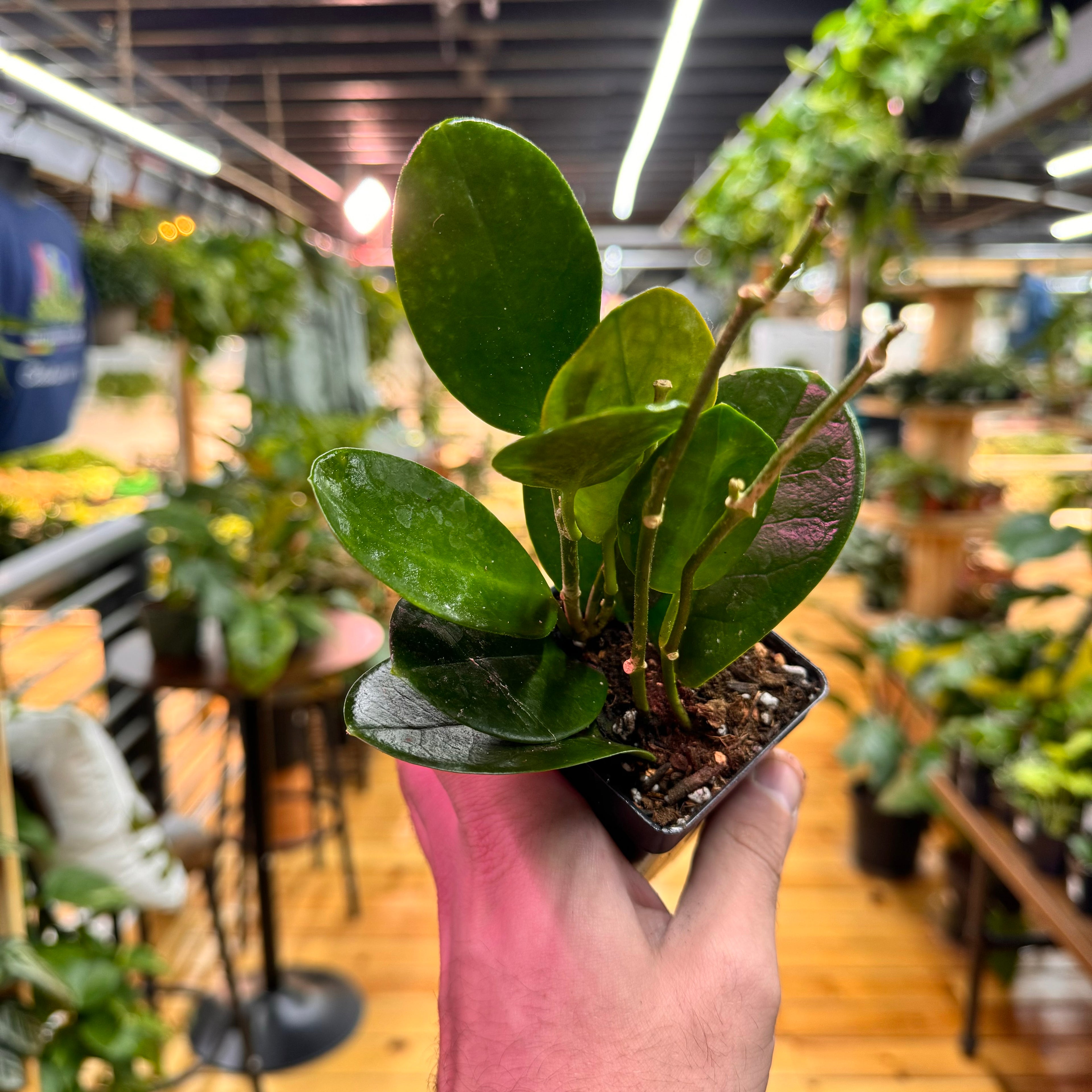 Hoya Australis