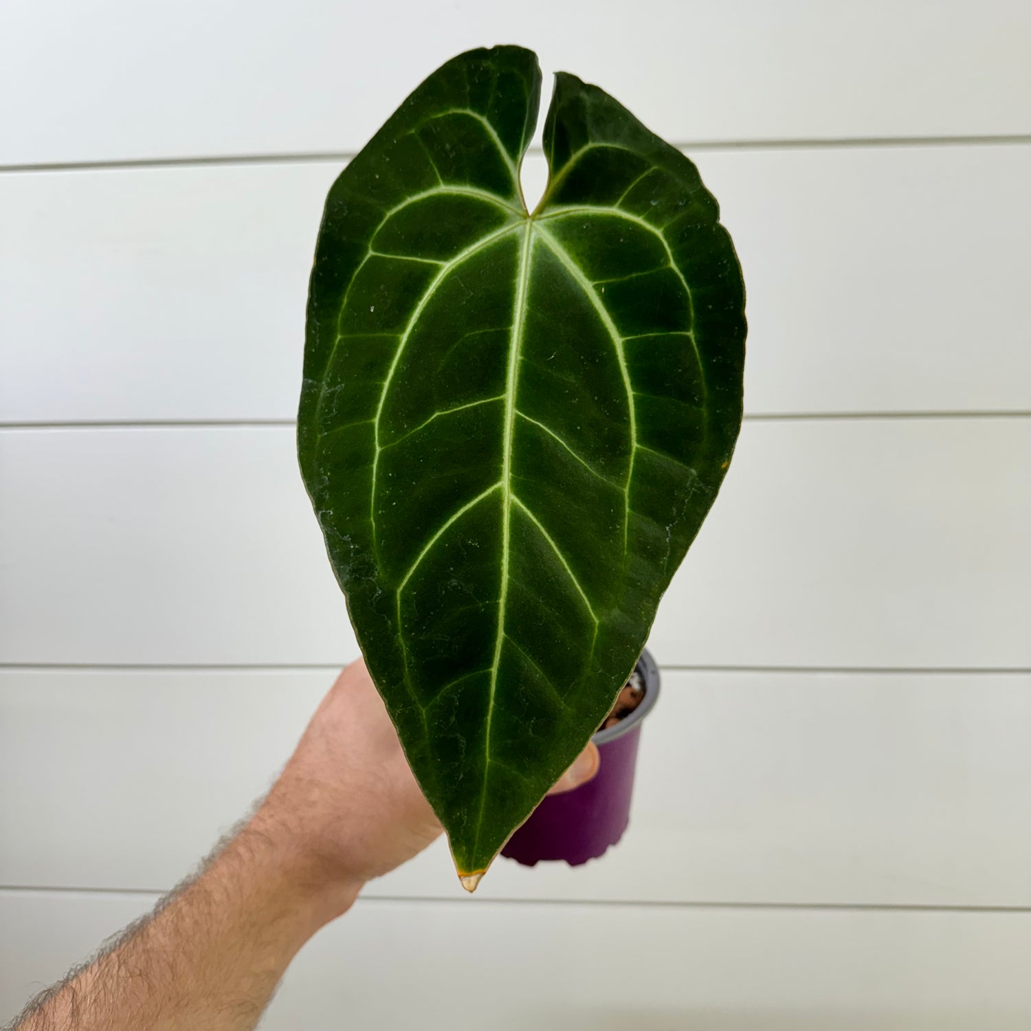 Anthurium Besseae aff