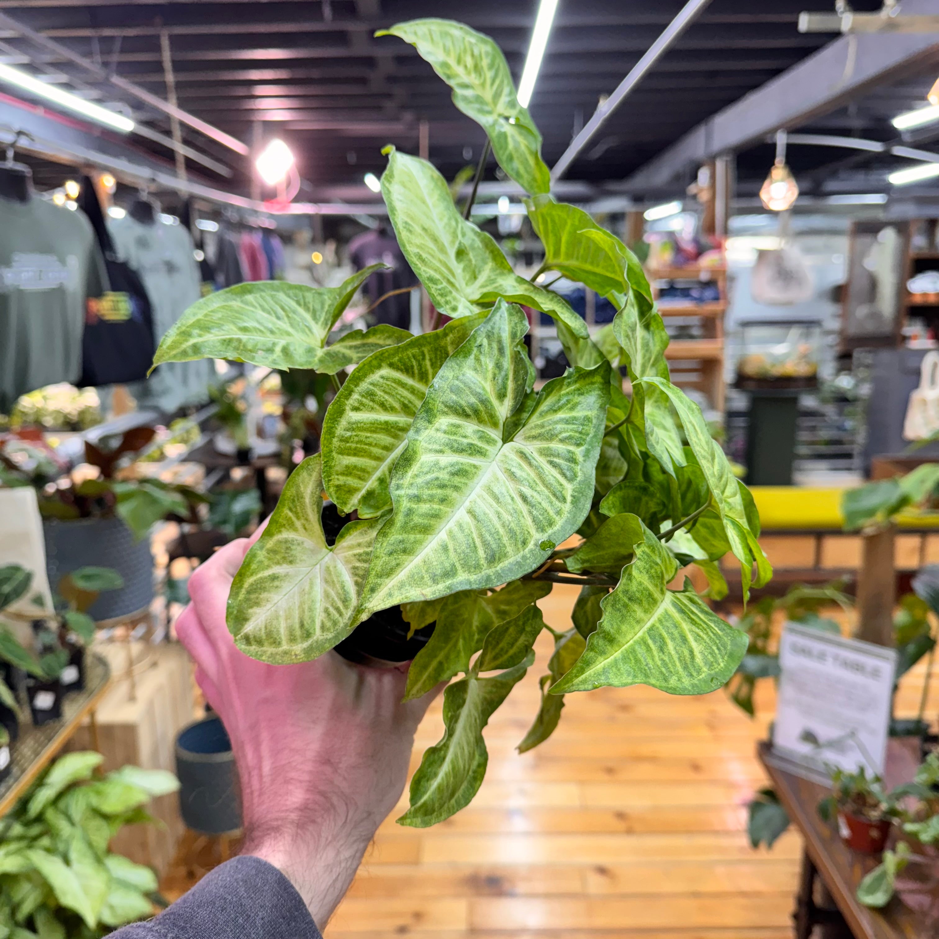 Syngonium White Butterfly