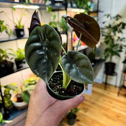 Alocasia Cuprea