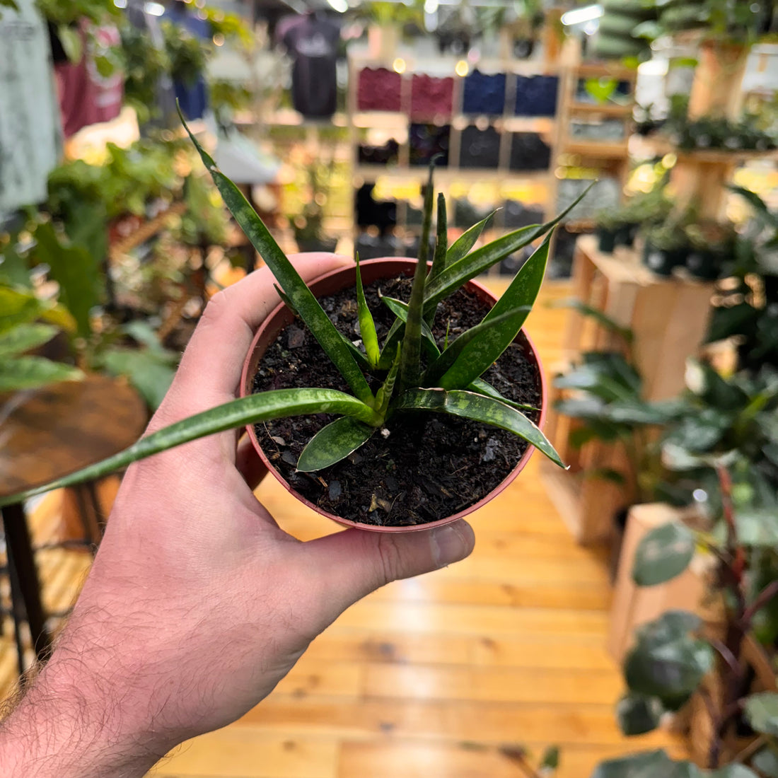 Sansevieria Fernwood