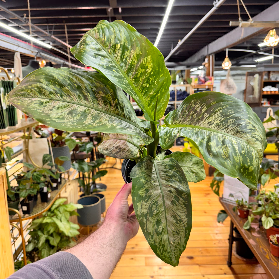 Dieffenbachia Panther