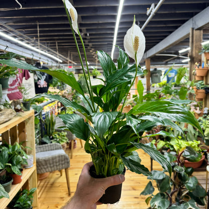 Peace Lily Flowerbunch