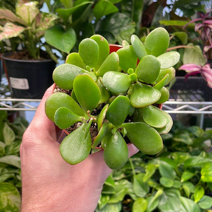 Jade Crassula Succulent