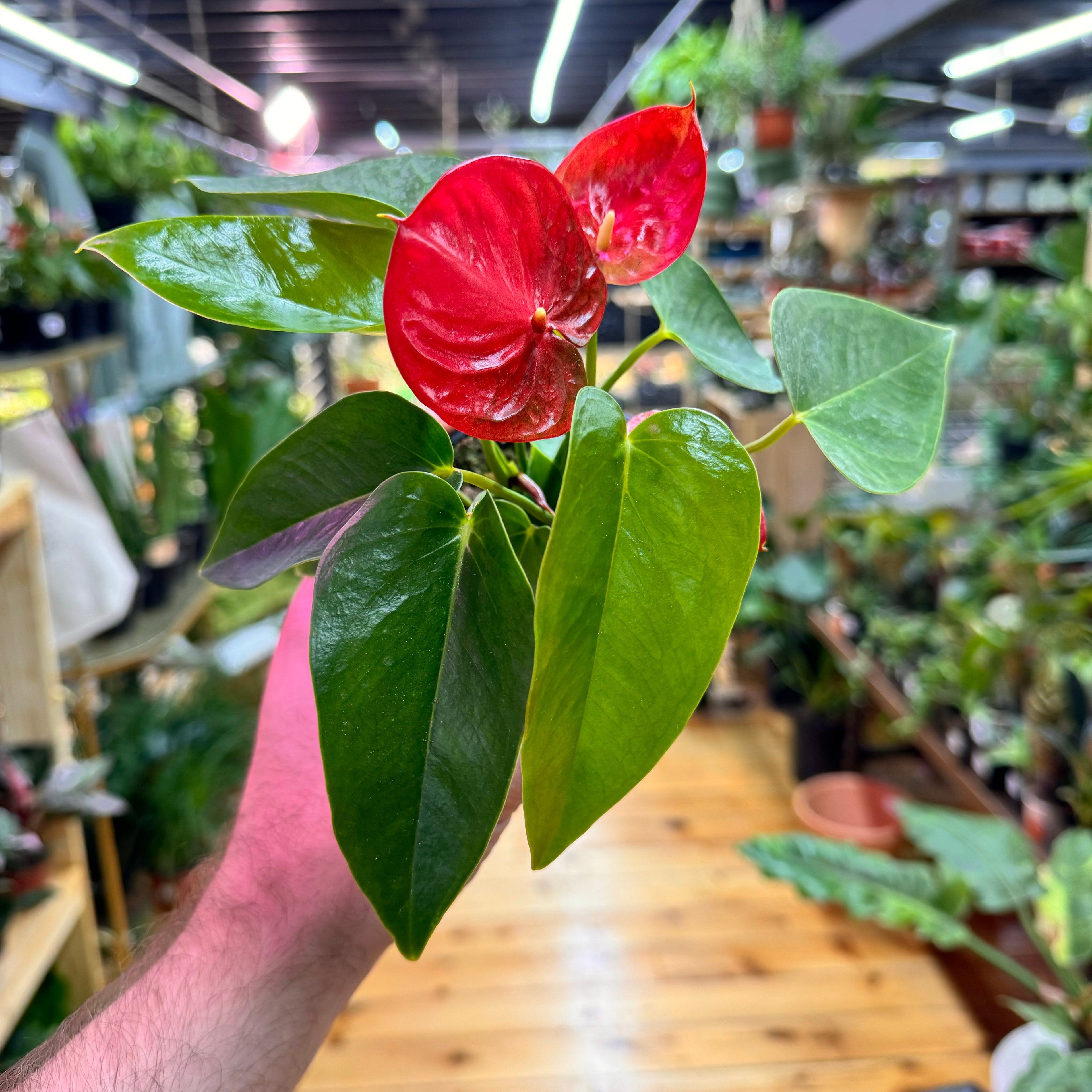 Anthurium Red