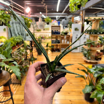 Sansevieria Fernwood Mikado