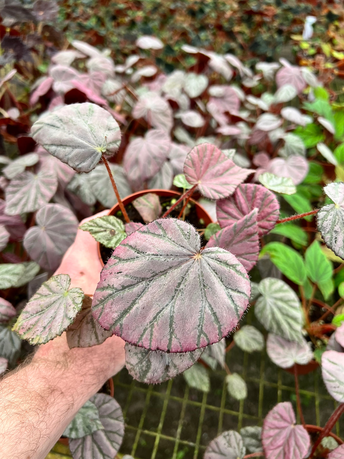 Begonia Harmony&