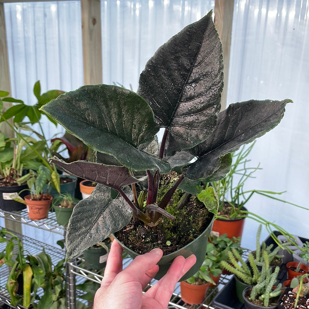 Alocasia Chienlii Antoro Velvet