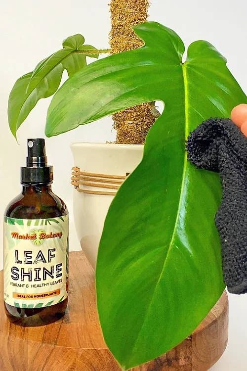 Leaf Shine