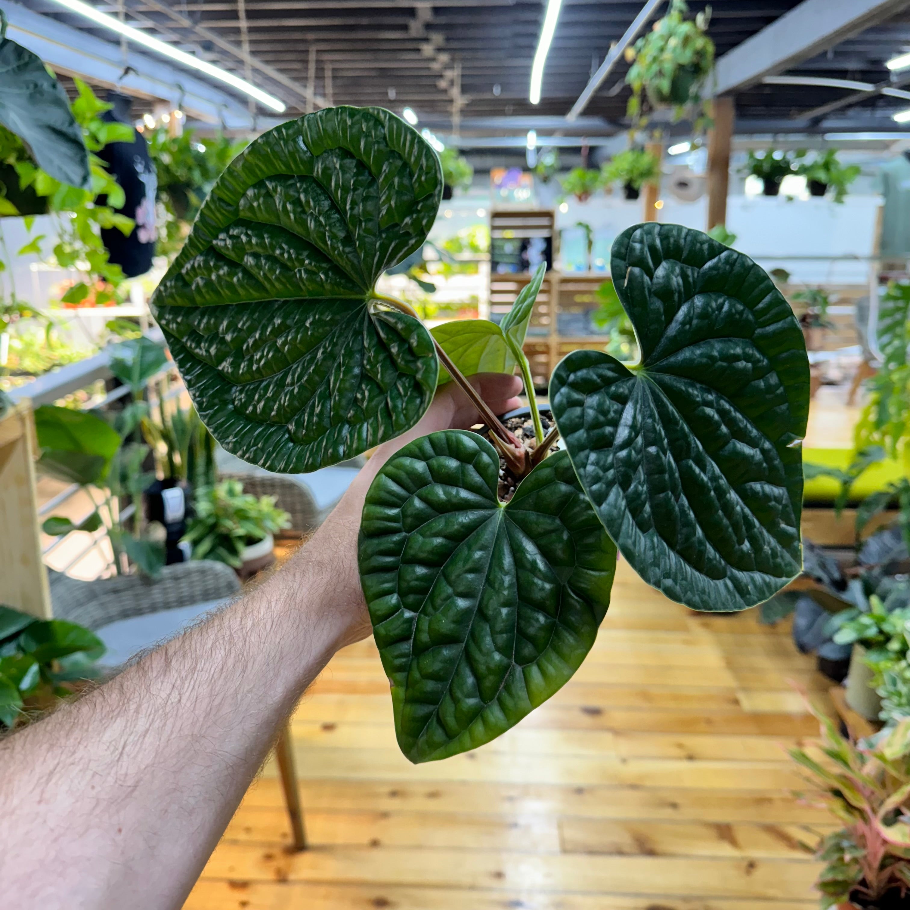 Anthurium Luxurians