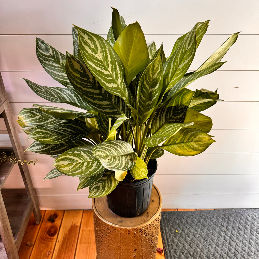 Aglaonema Stripes