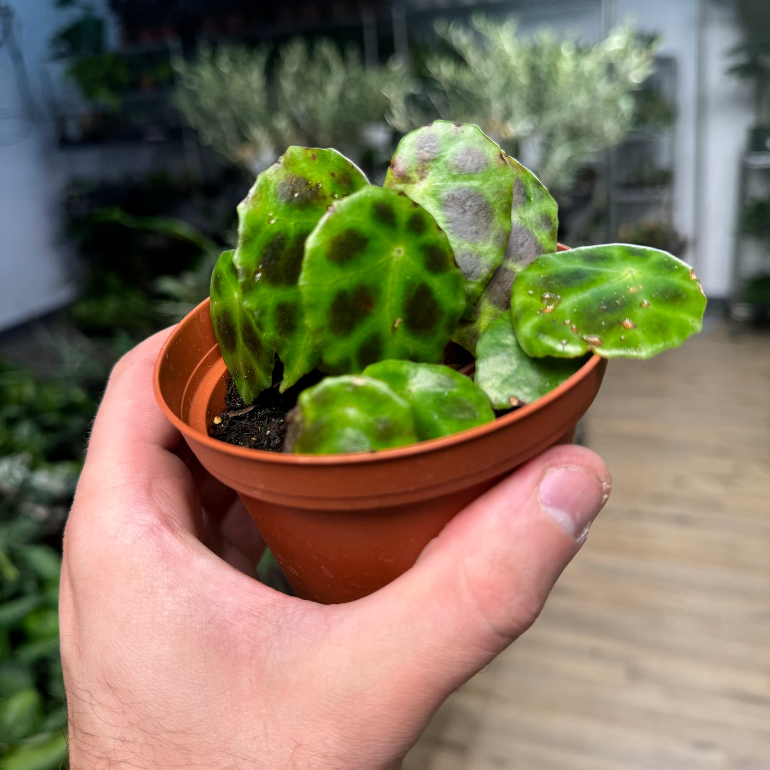 Begonia Kingiana