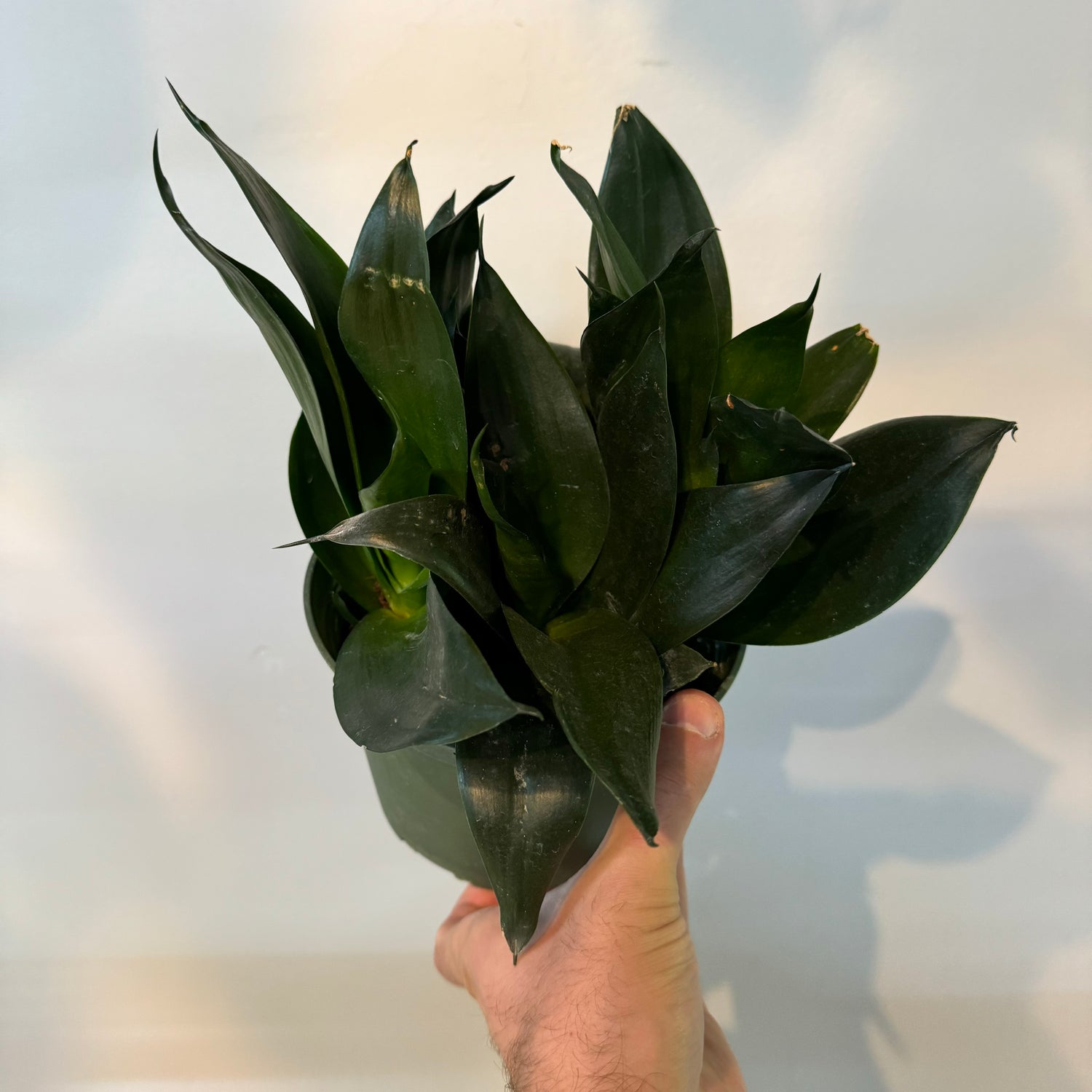 Sansevieria Hahnii