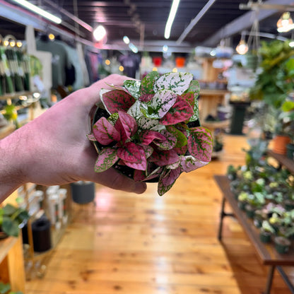 Hypoestes Polka Dot