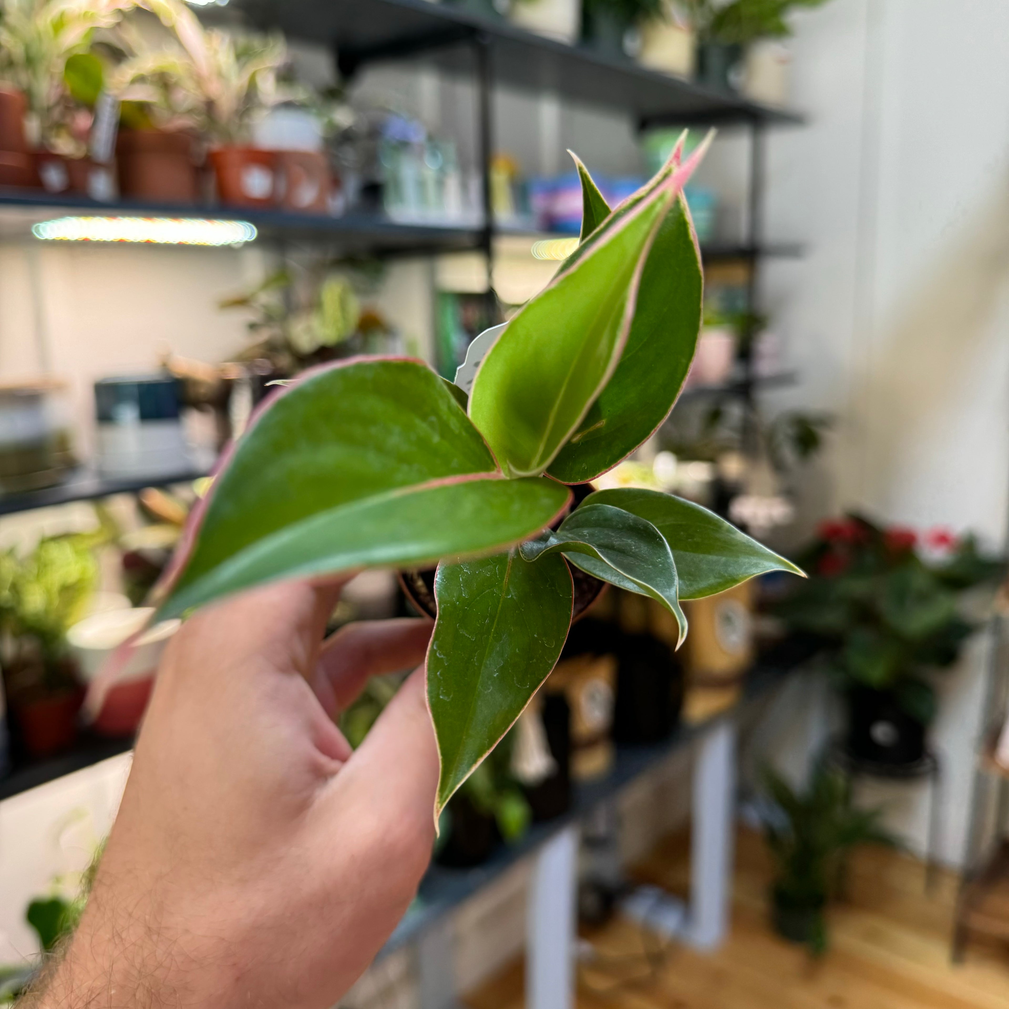 Aglaonema Sappire