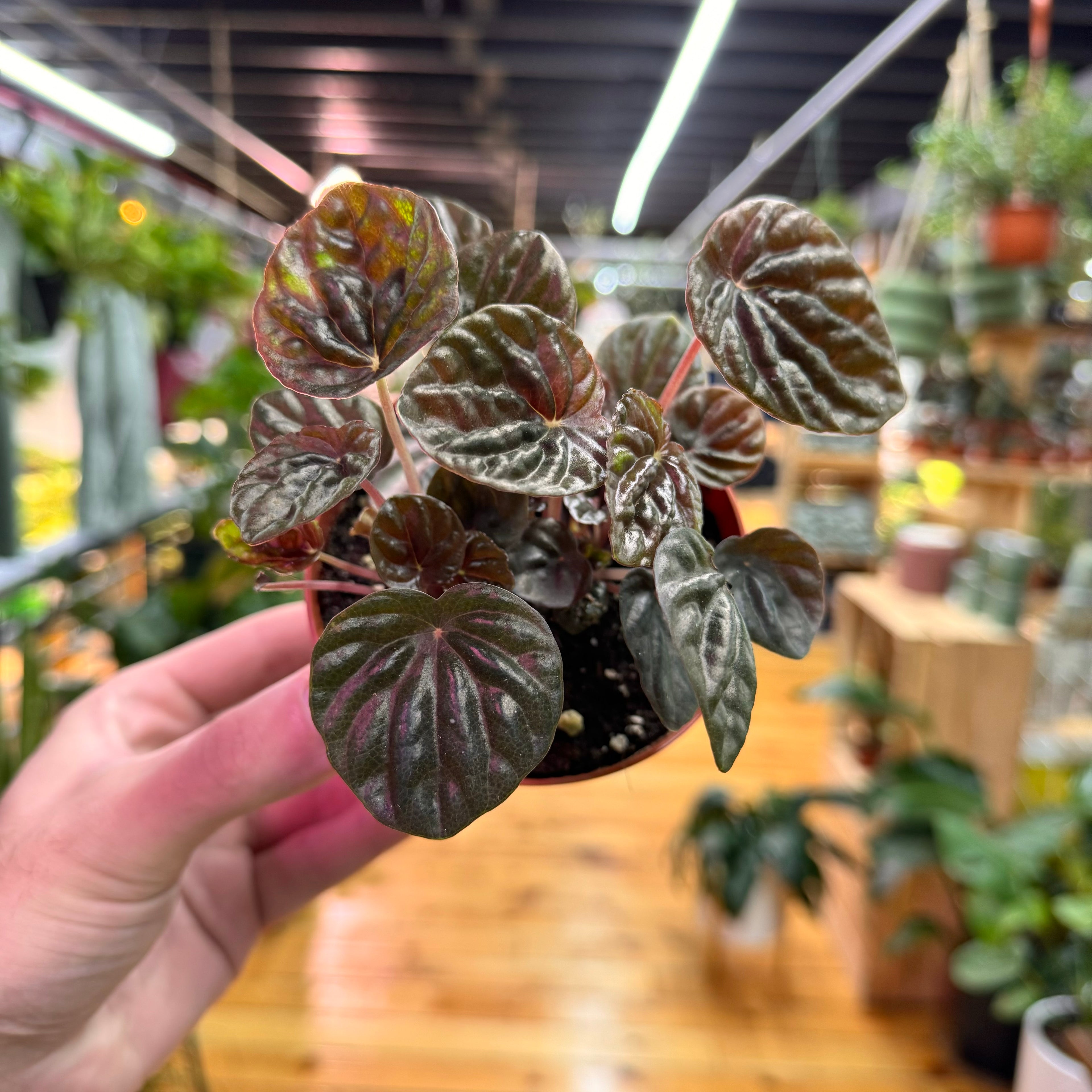 Peperomia Chocolate