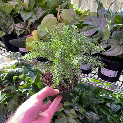 Norfolk Island Pine