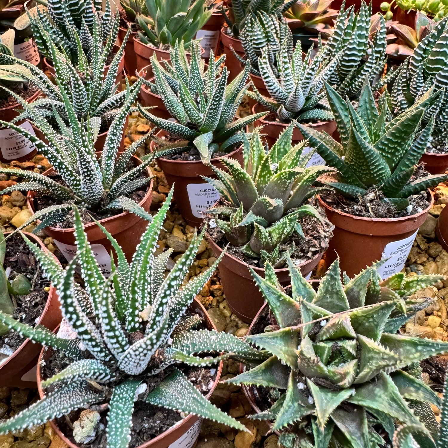 Assorted Succulents