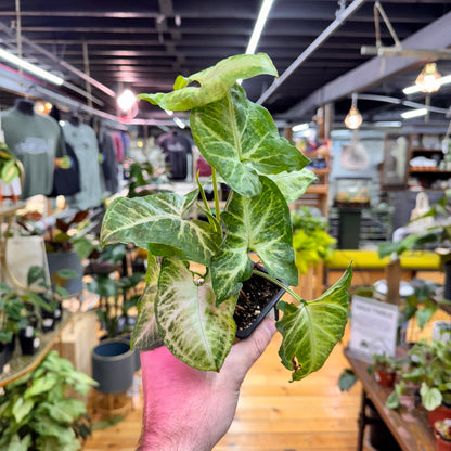 Syngonium White Butterfly