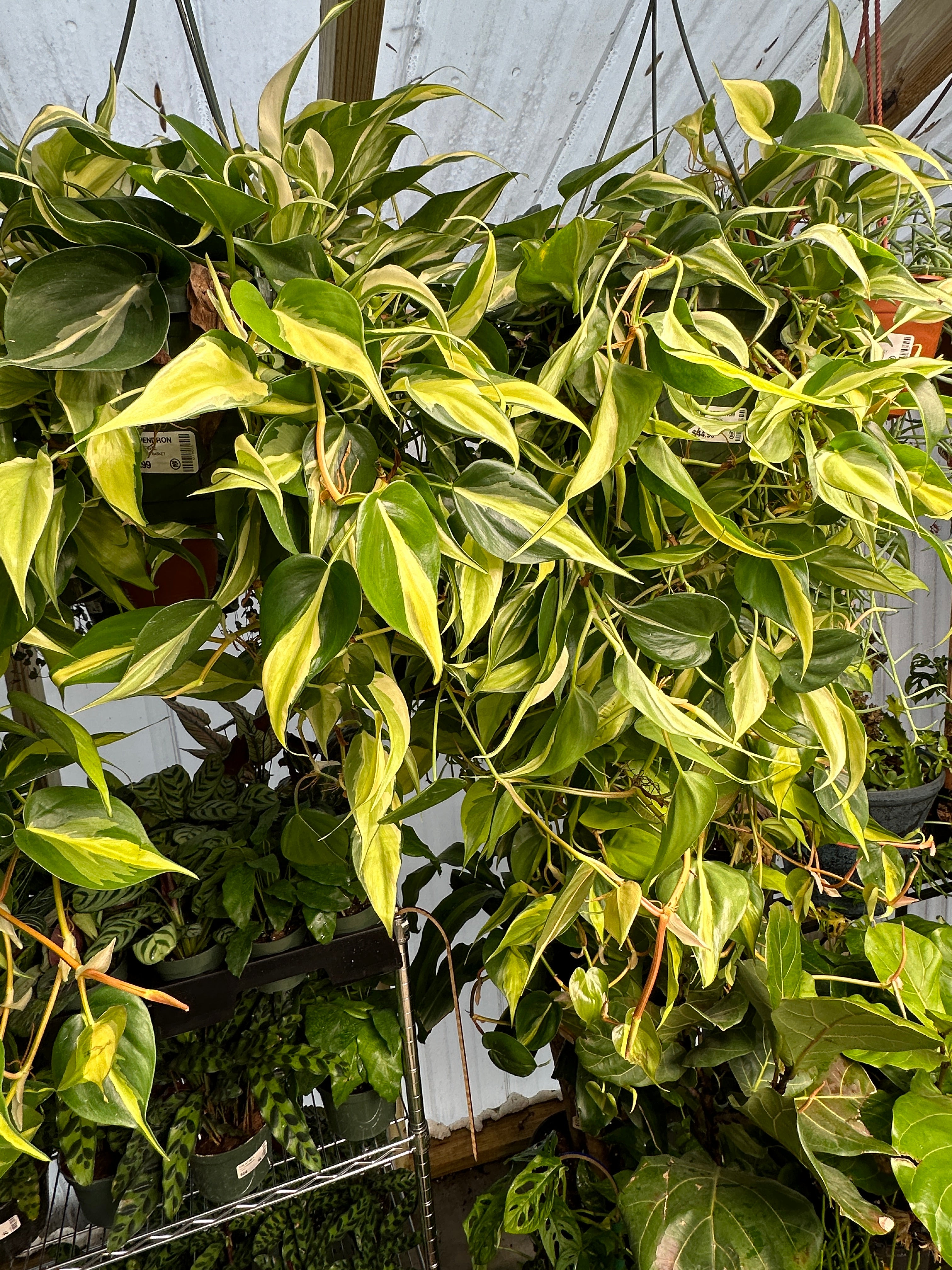 Philodendron Silver Stripe