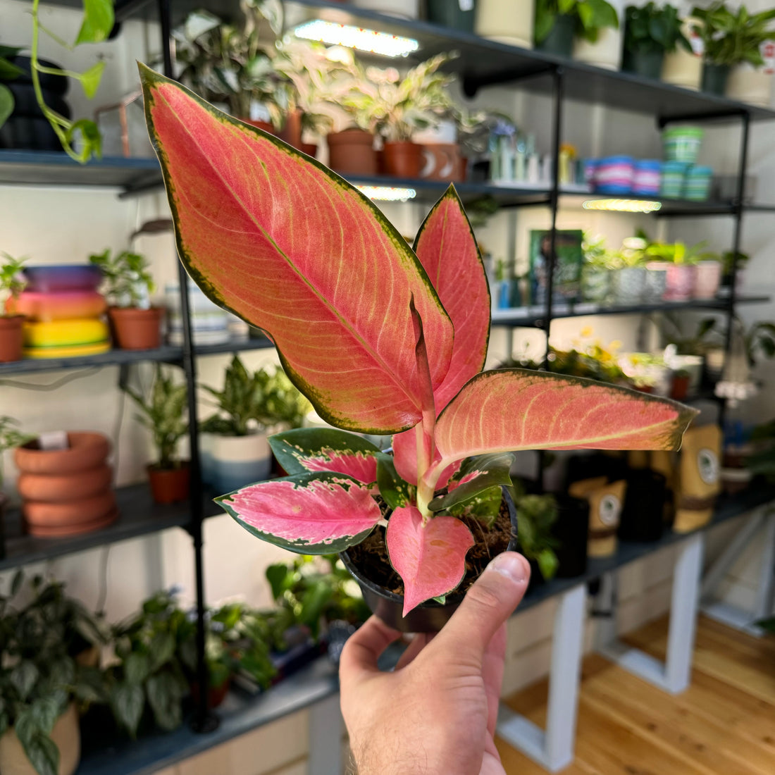 Aglaonema Pink Pearl