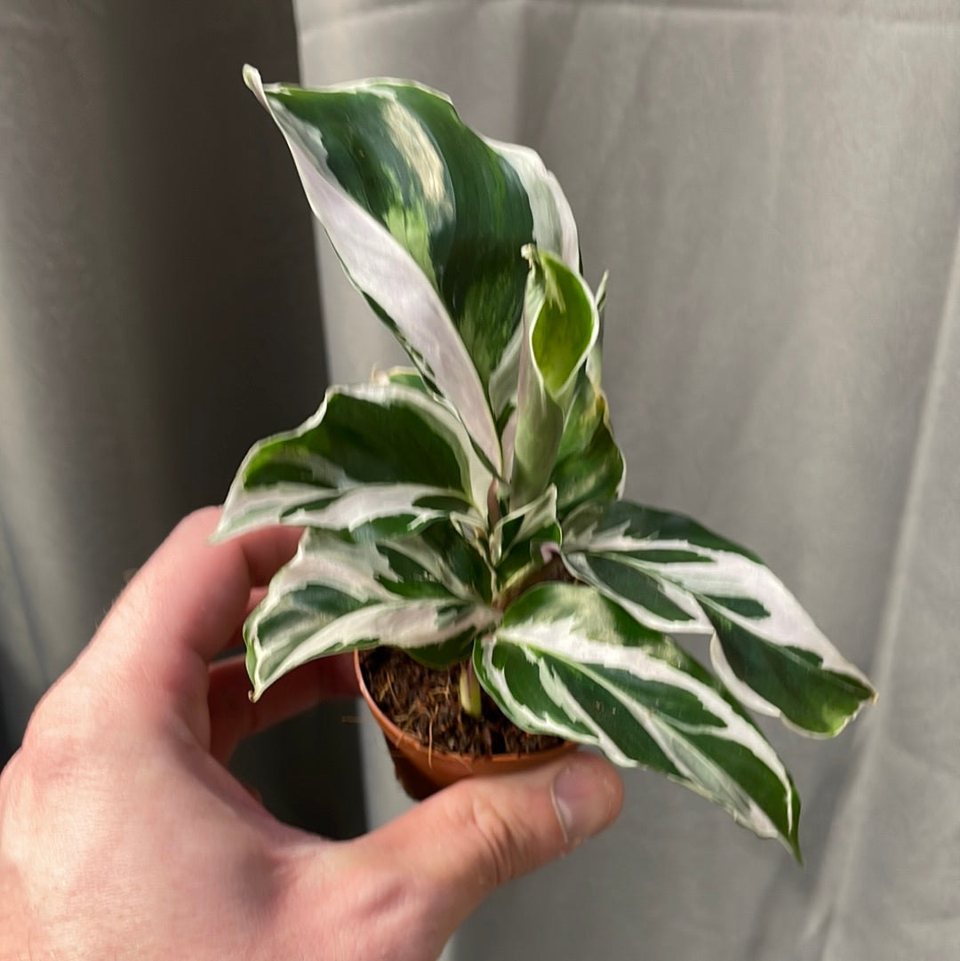 Calathea White Fusion