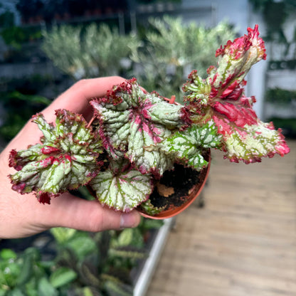 Begonia Watermelon Sugar High