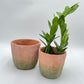 Weathered Cement Terracotta Moss Planter