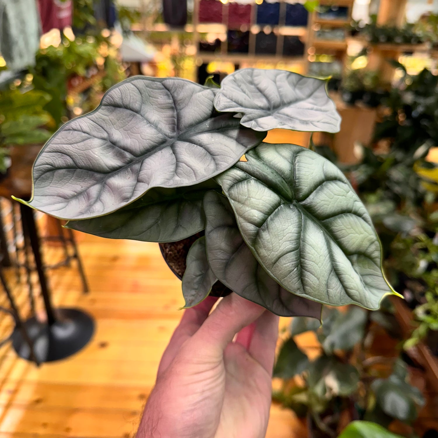 Alocasia Silver Dragon