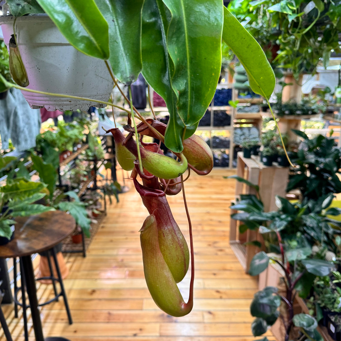 Nepenthes Alata