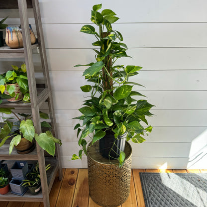 Pothos Golden