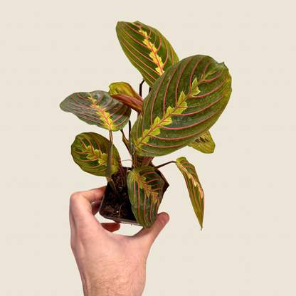 Maranta Red