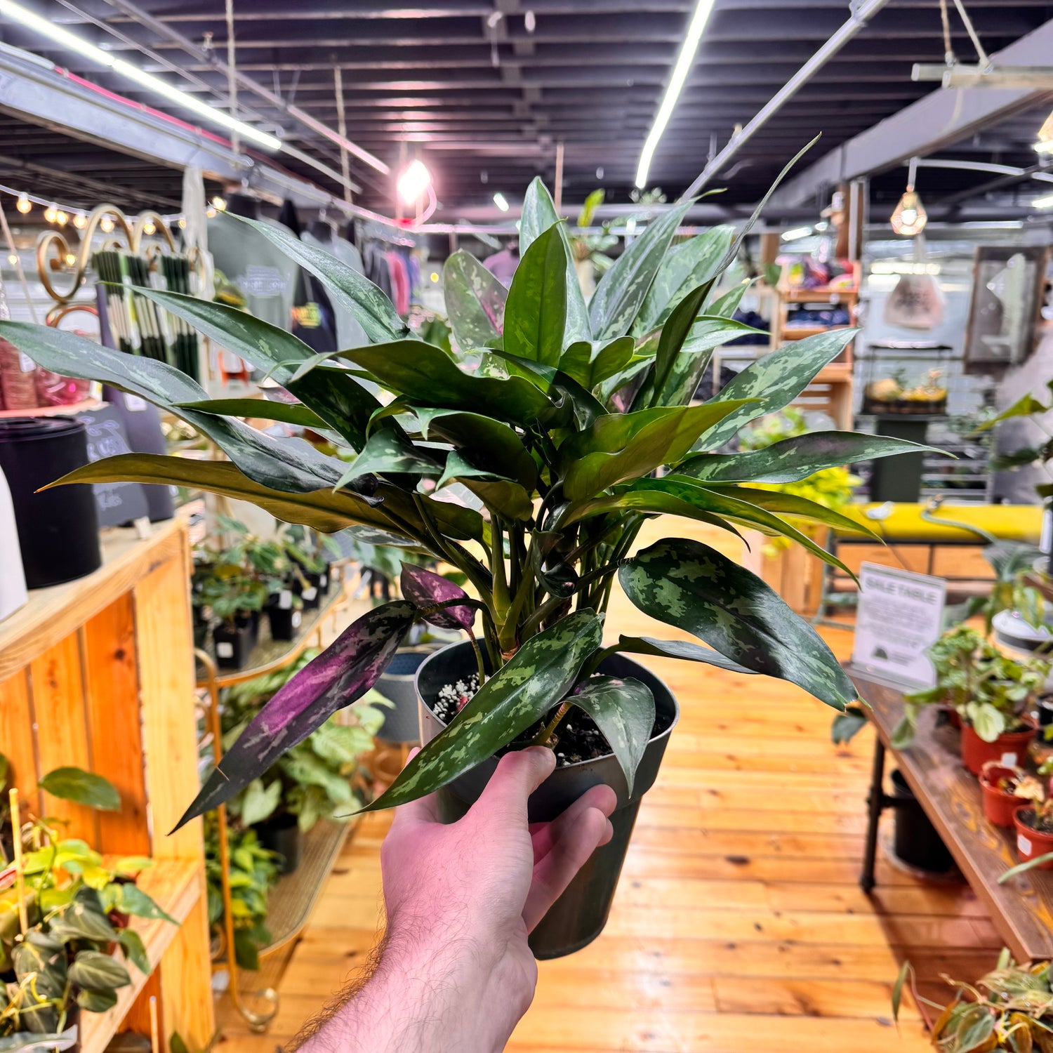 Aglaonema Maryann