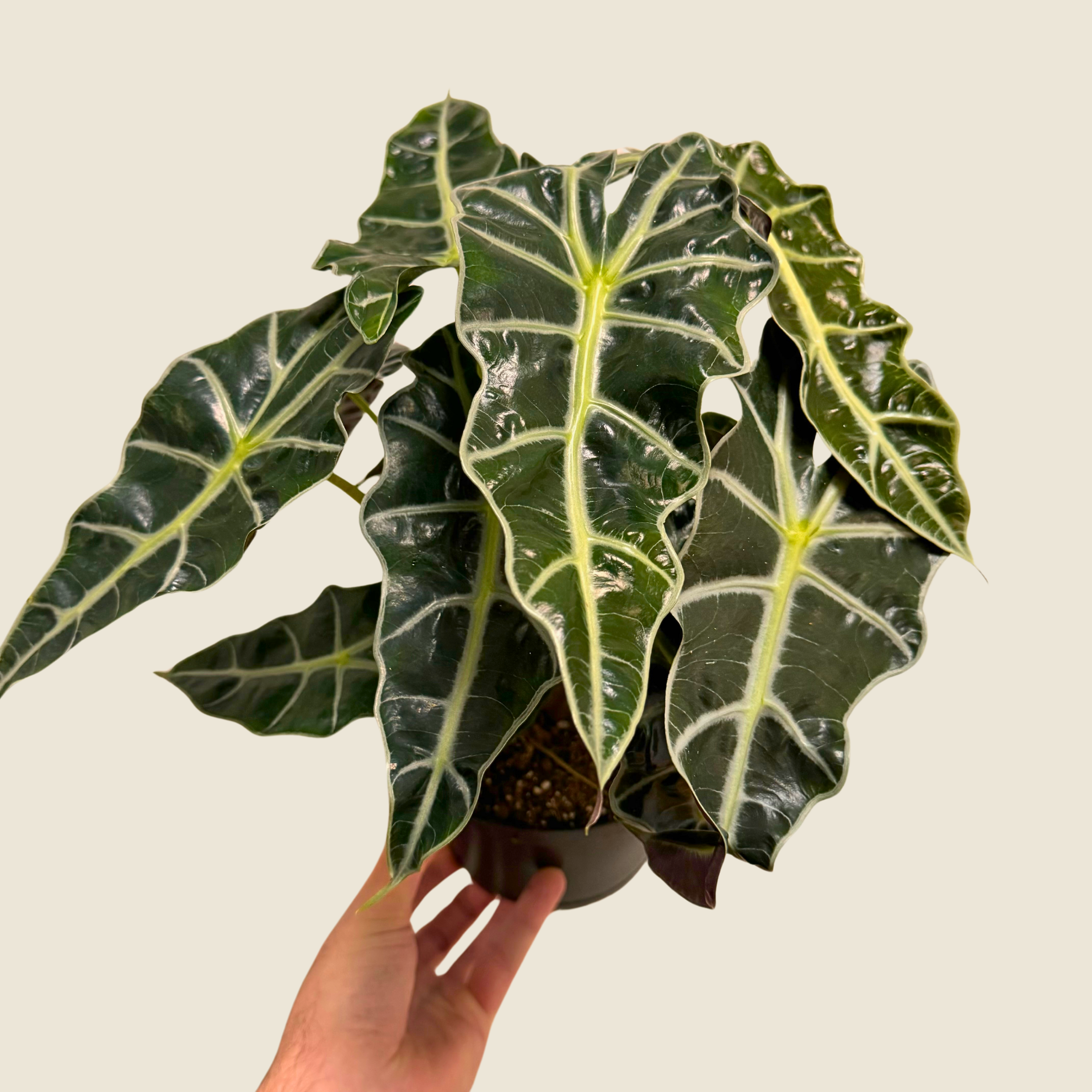 Alocasia Polly