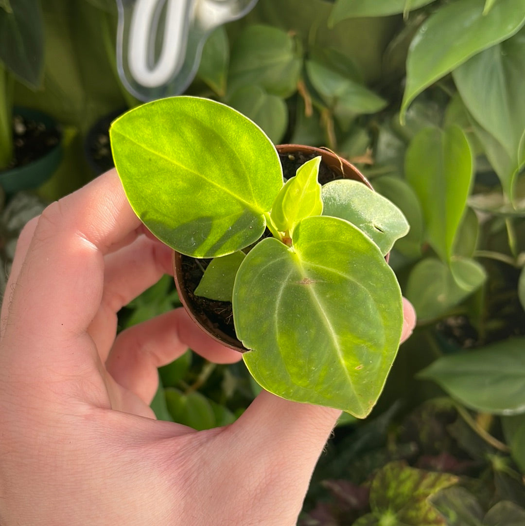 Anthurium Villenaorum