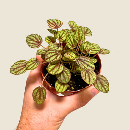 Peperomia Piccolo