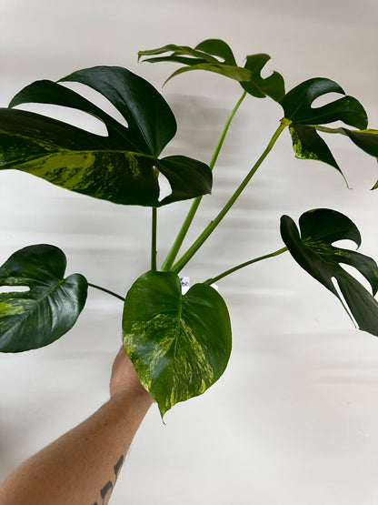 Monstera Deliciosa Large Form Aurea