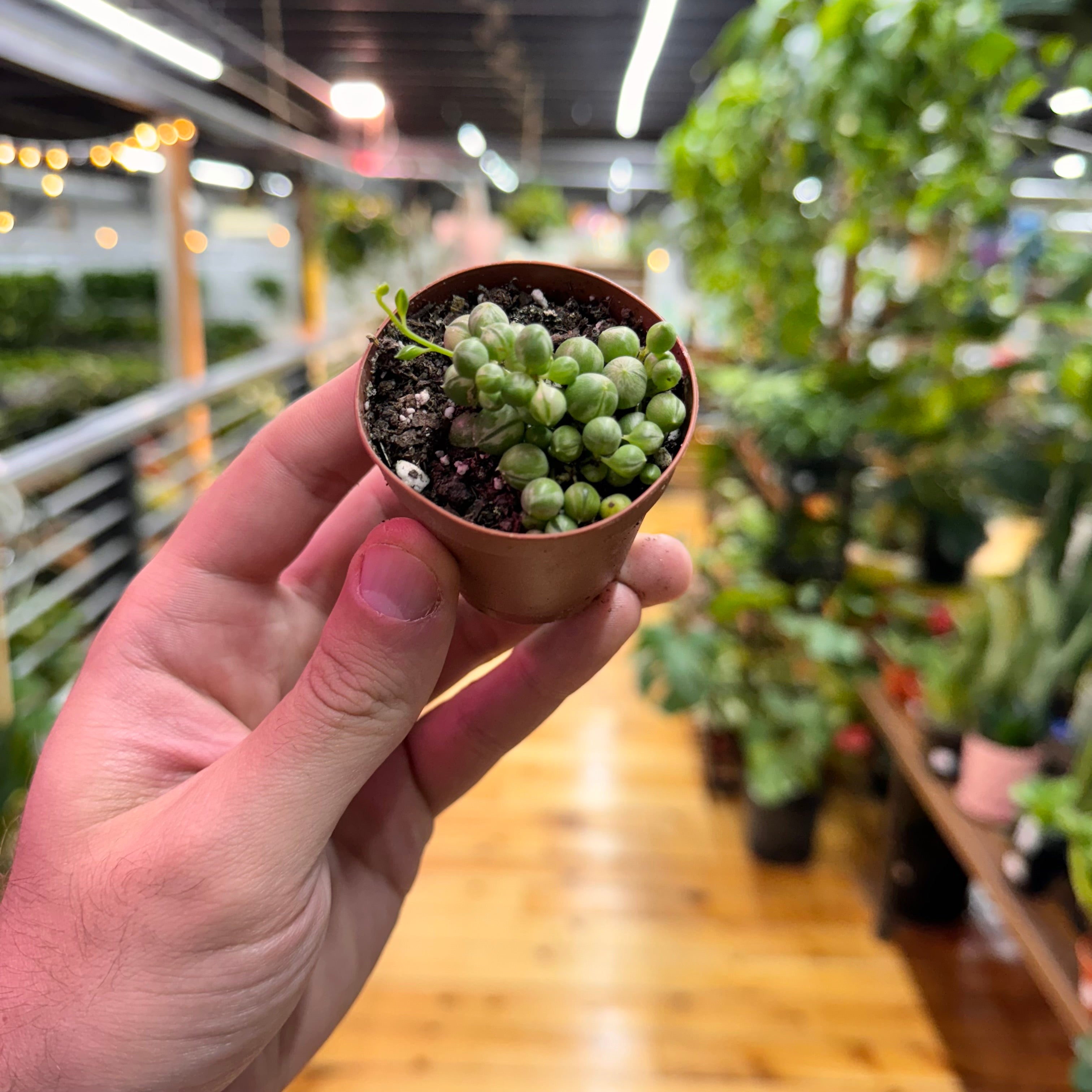 String of Pearls Variegated