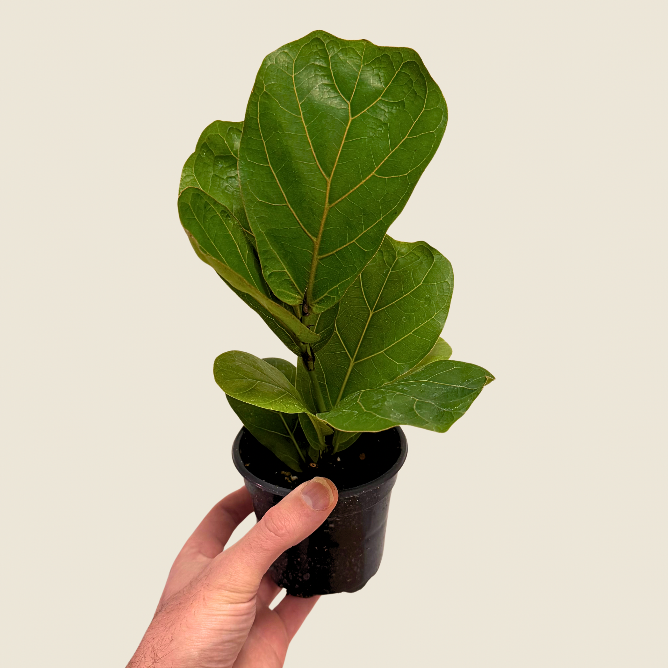 Ficus Lyrata ‘Fiddle Leaf Fig’