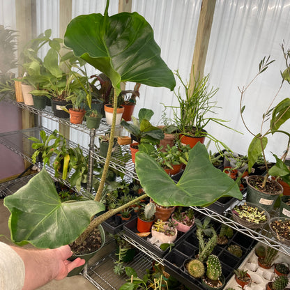 Alocasia Stingray