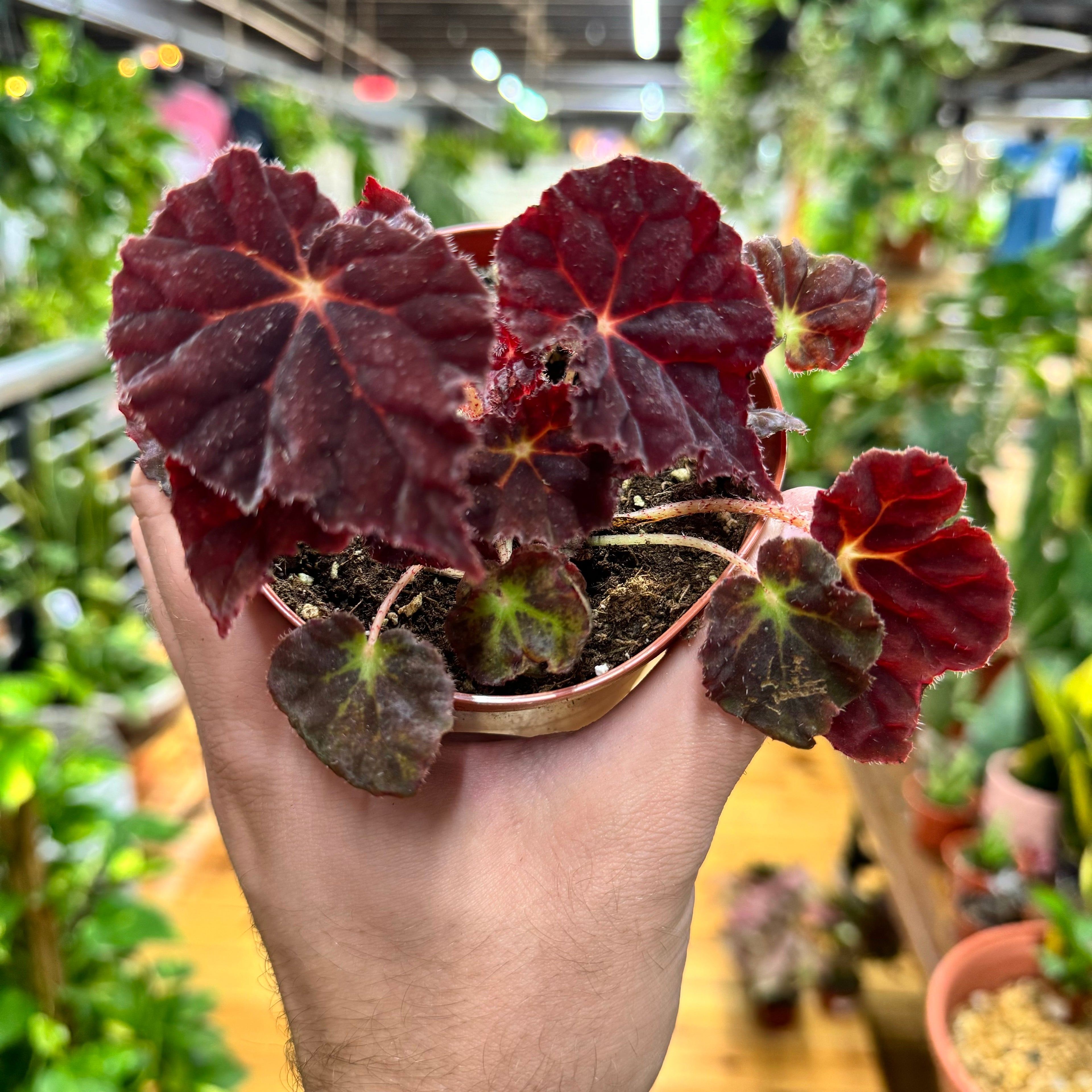 Begonia Madam O&