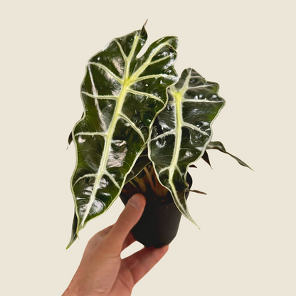 Alocasia Polly