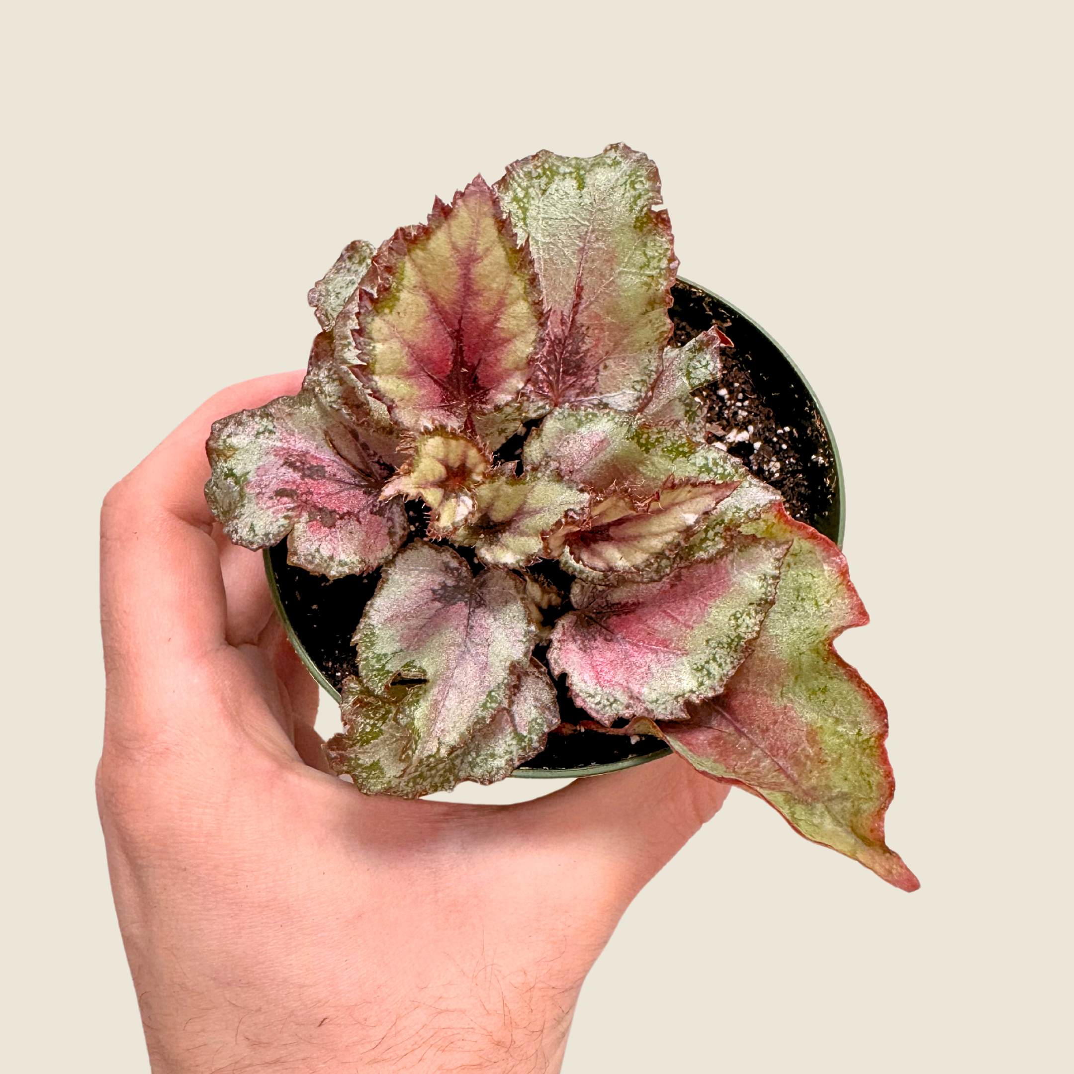 Begonia Rex Pink